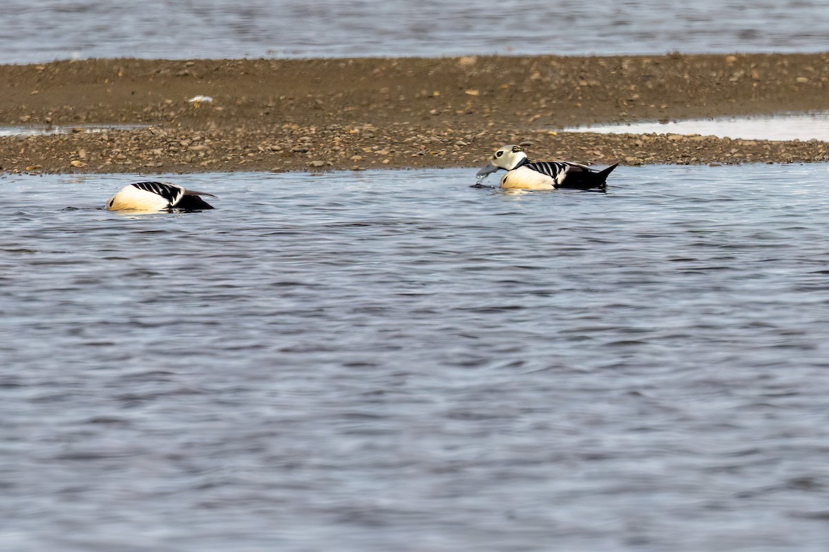 Steller's Eider - ML620730511