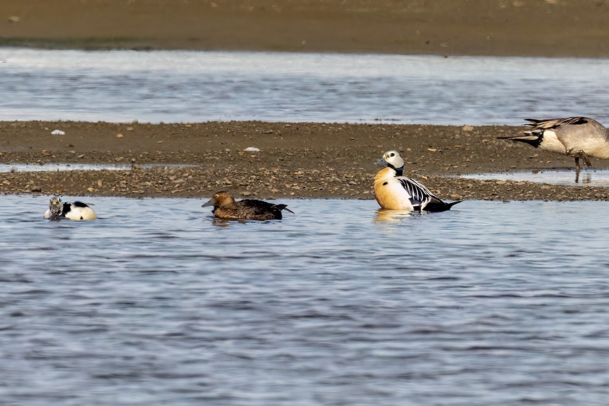 Steller's Eider - ML620730512