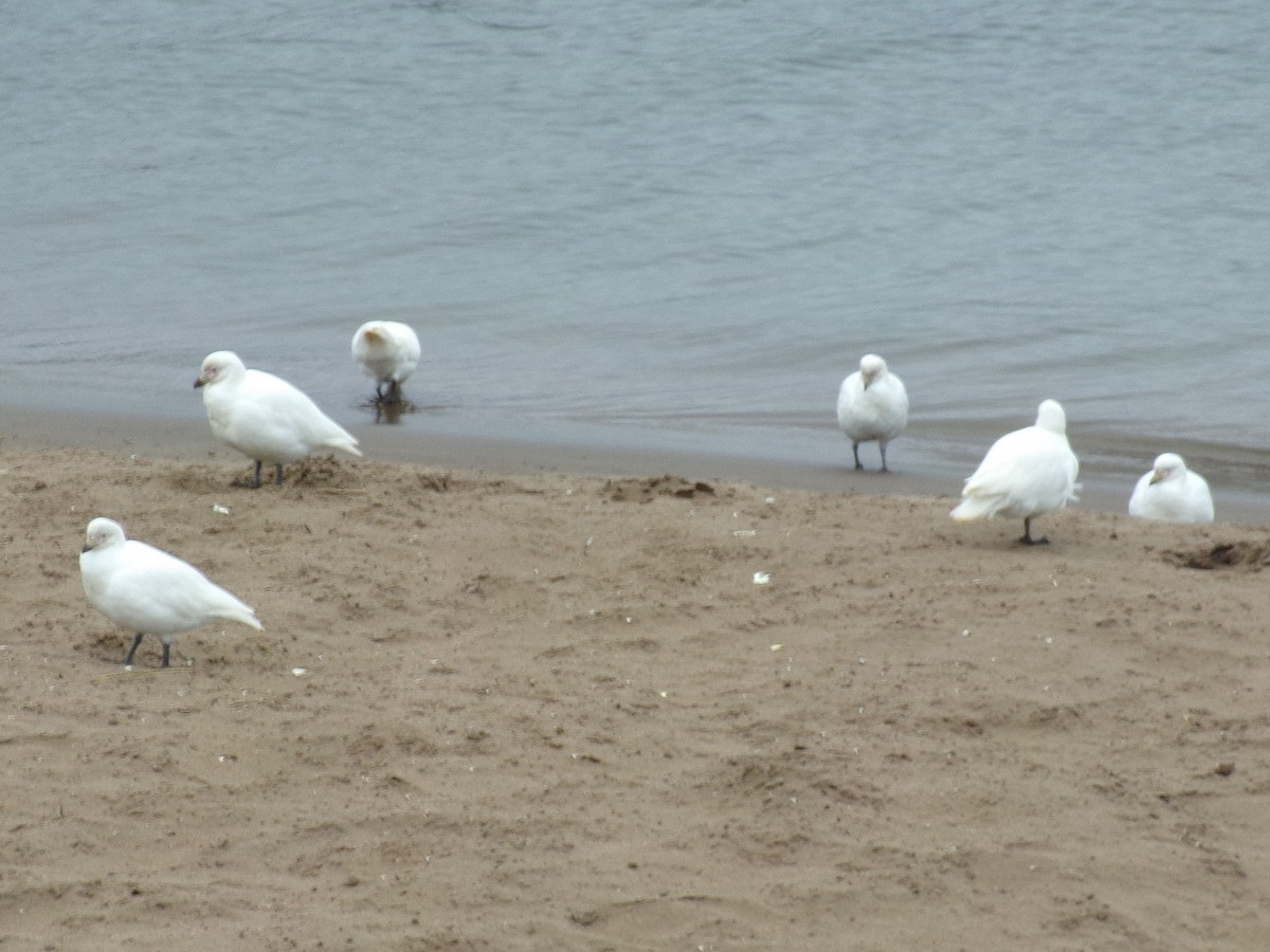 Snowy Sheathbill - ML620730513