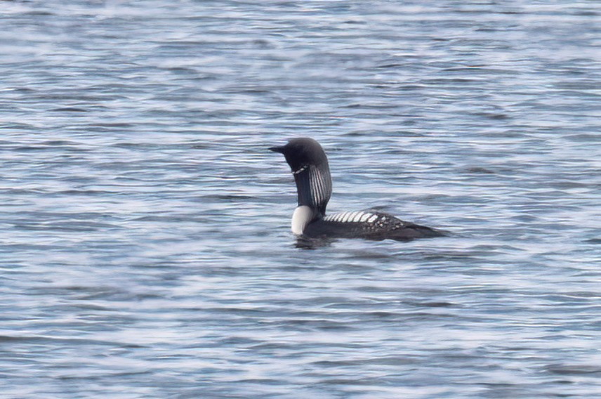 Pacific Loon - ML620730522