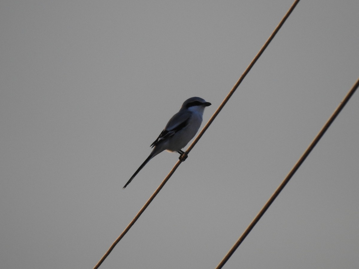 Chinese Gray Shrike - 정빈 손