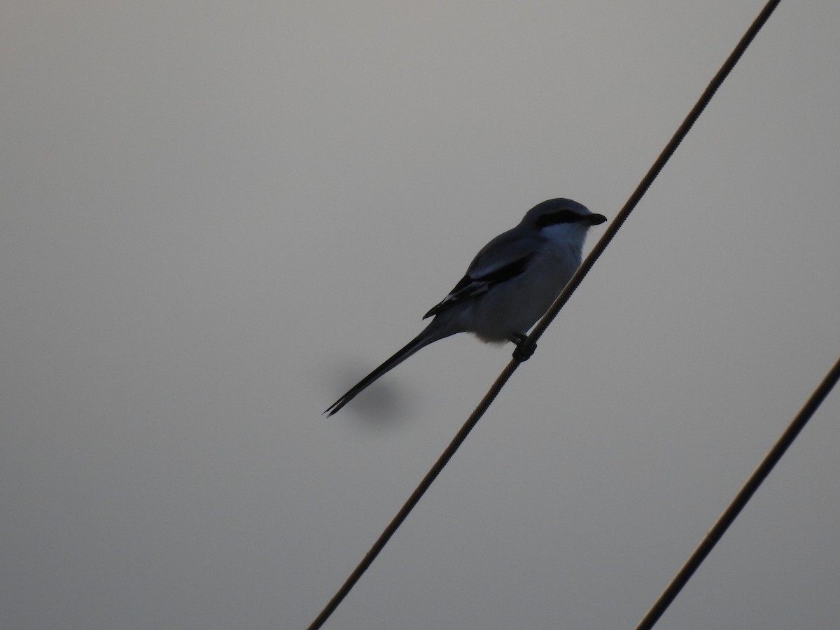 Chinese Gray Shrike - ML620730526