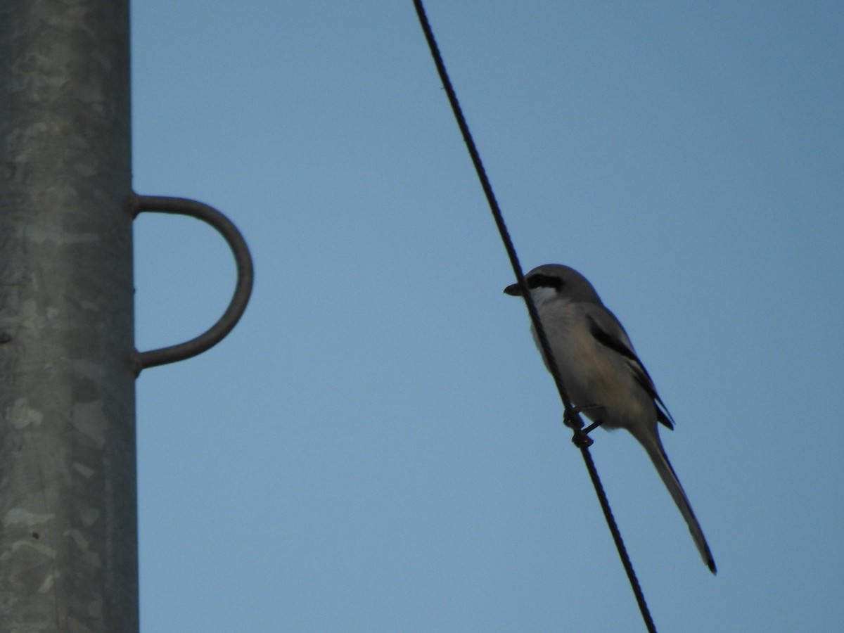 Chinese Gray Shrike - ML620730527