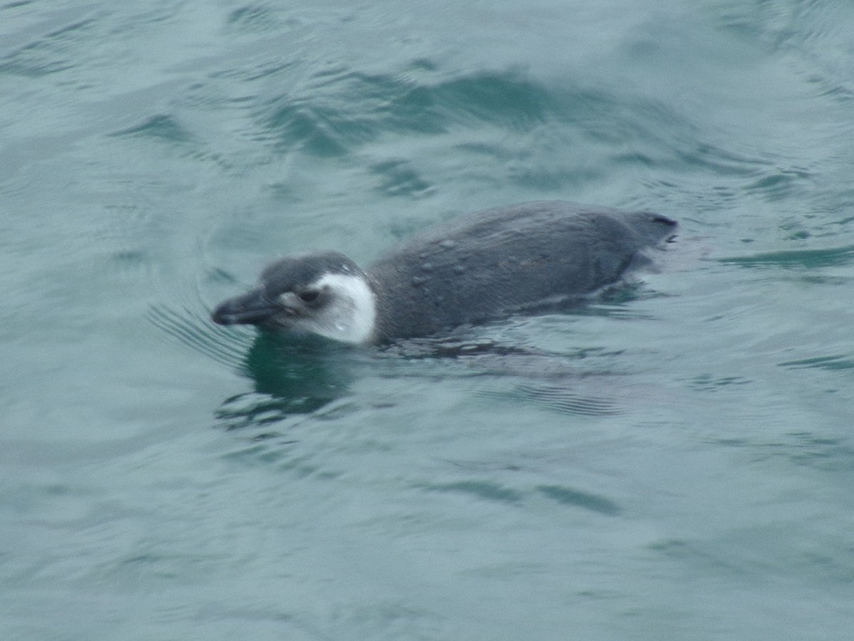 Pingüino Magallánico - ML620730530