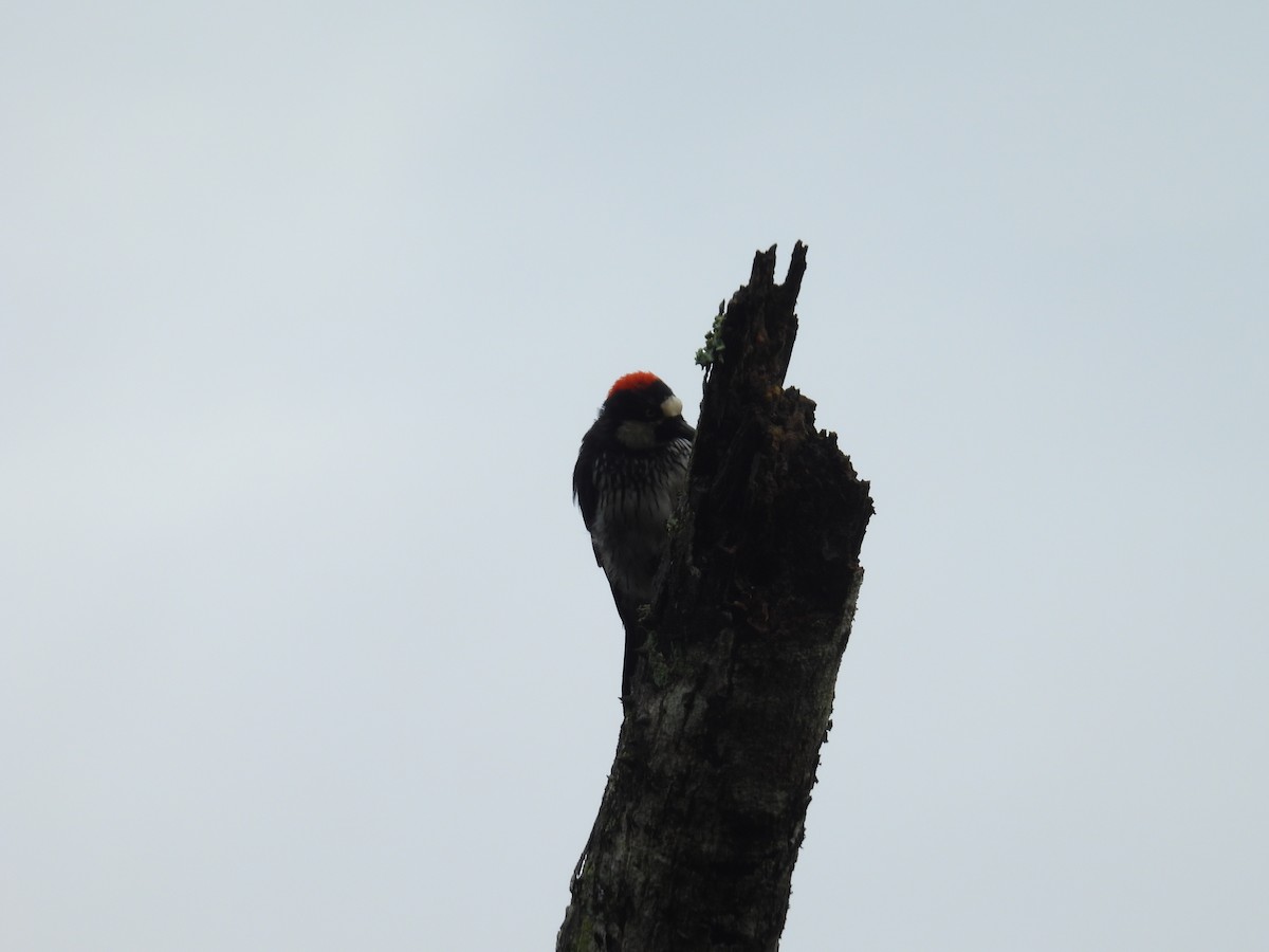 Acorn Woodpecker - ML620730531