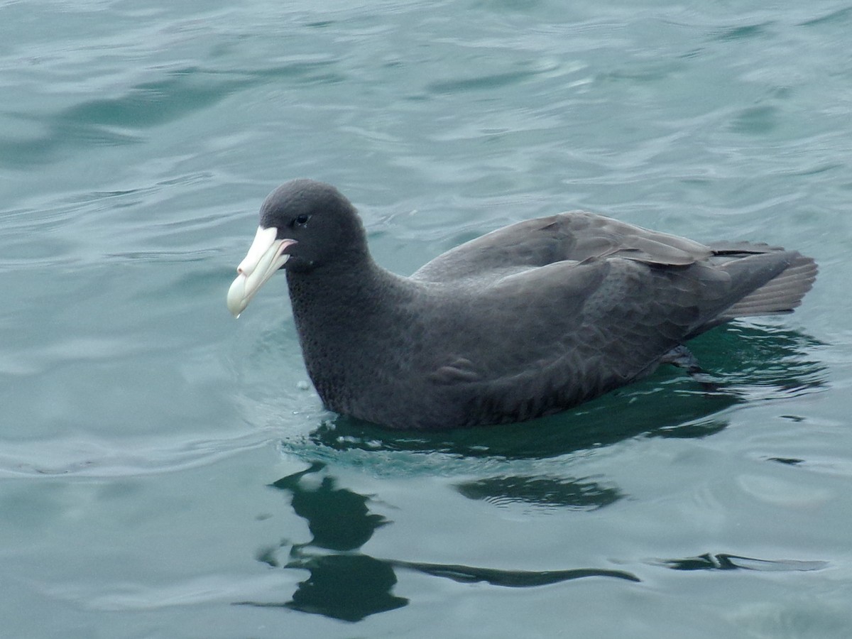 Southern Giant-Petrel - ML620730532