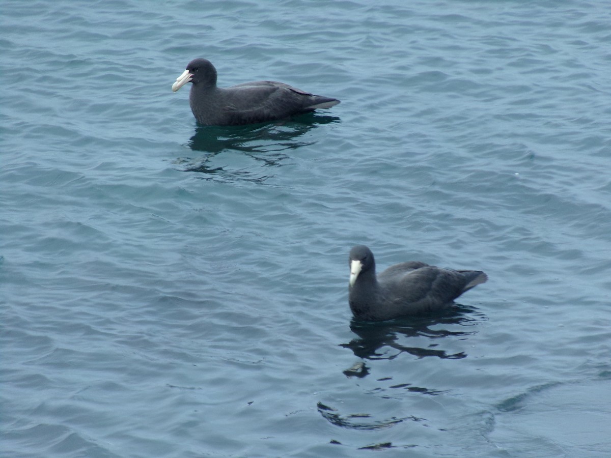 Southern Giant-Petrel - ML620730533