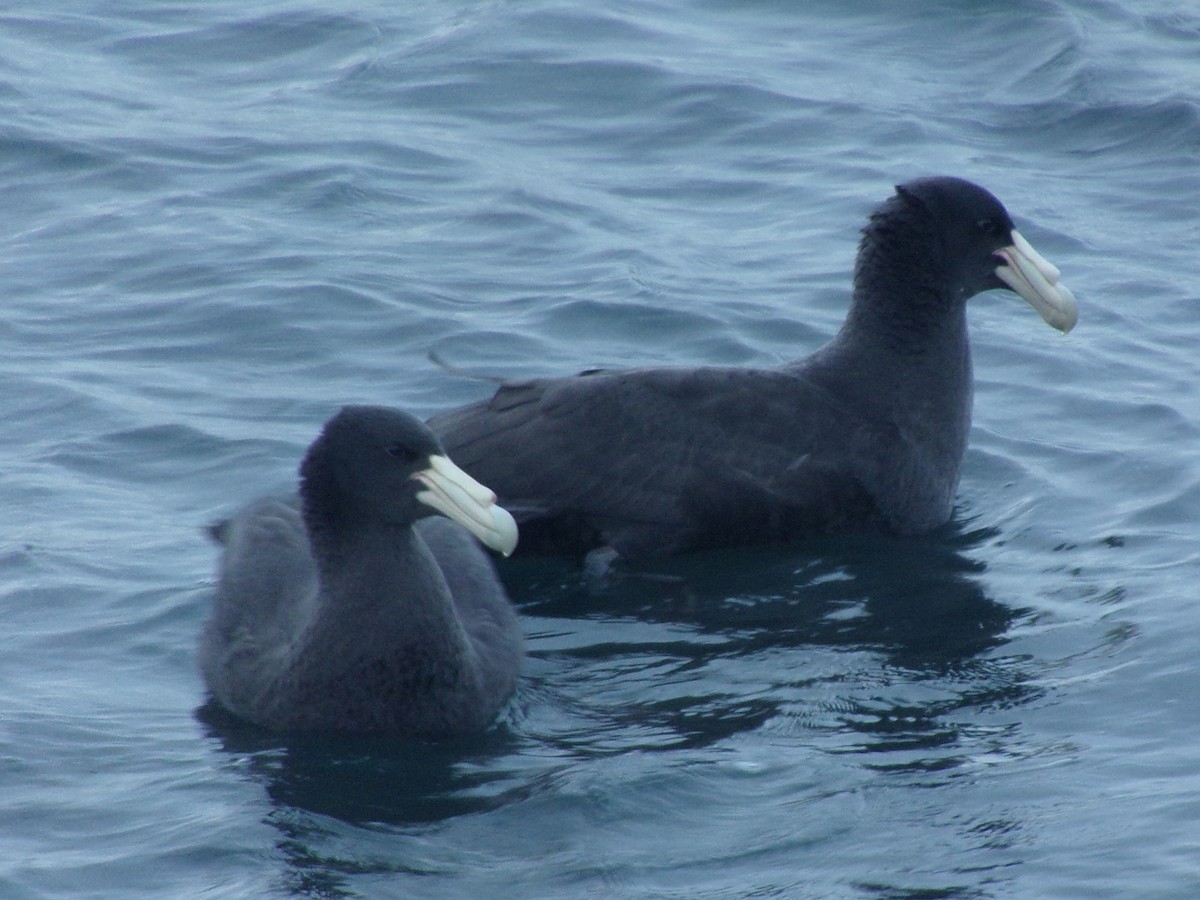 Southern Giant-Petrel - ML620730534