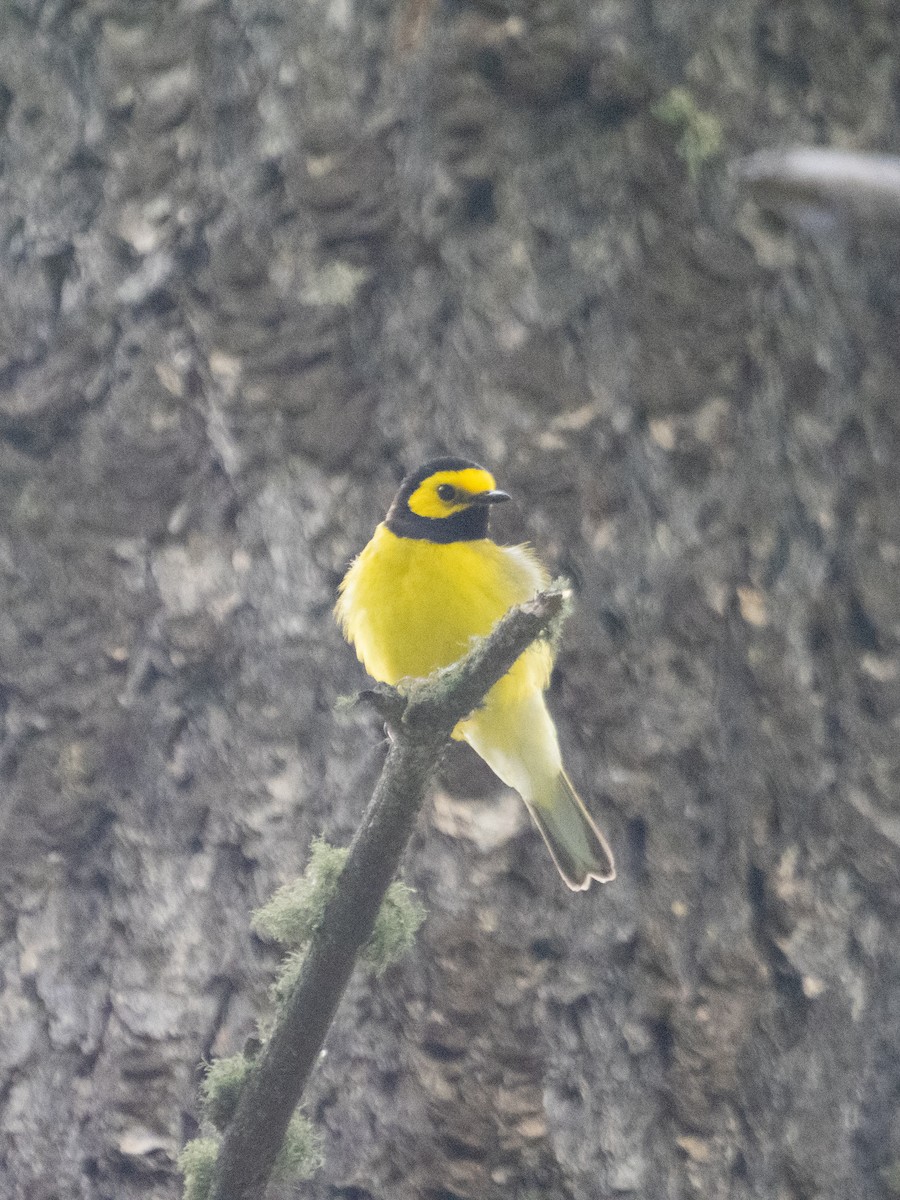 Hooded Warbler - ML620730537