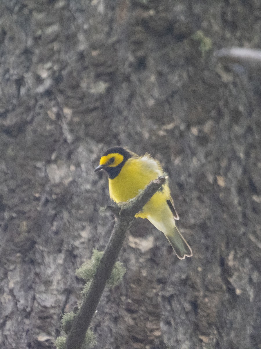 Hooded Warbler - ML620730538