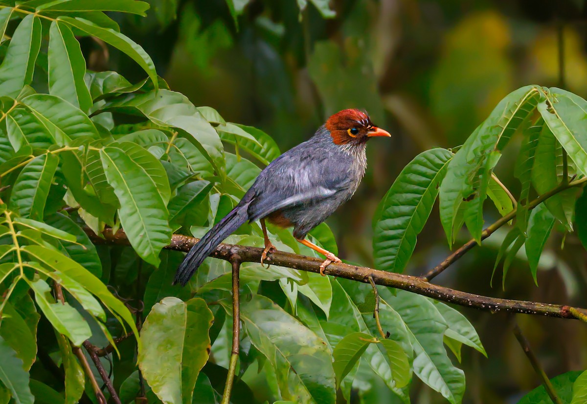 Chestnut-hooded Laughingthrush - ML620730544