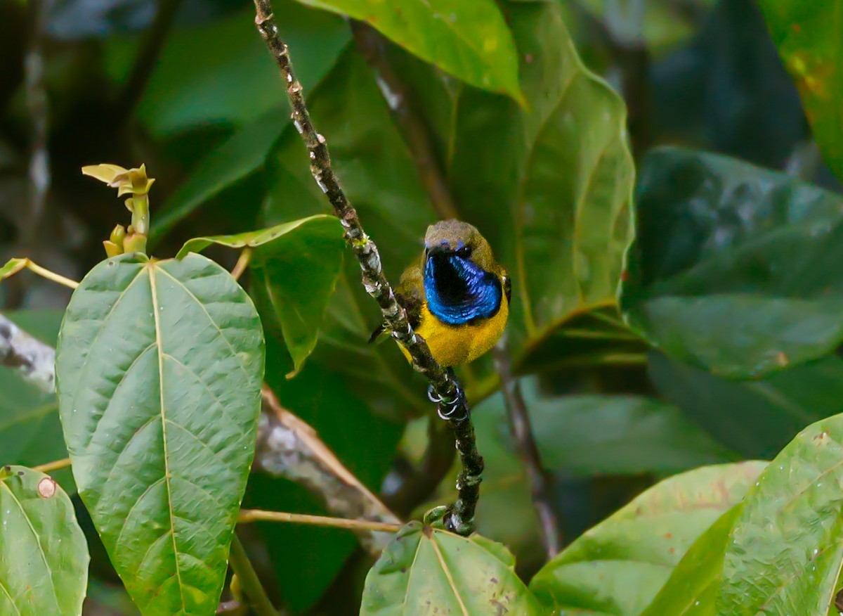 Ornate Sunbird - ML620730546