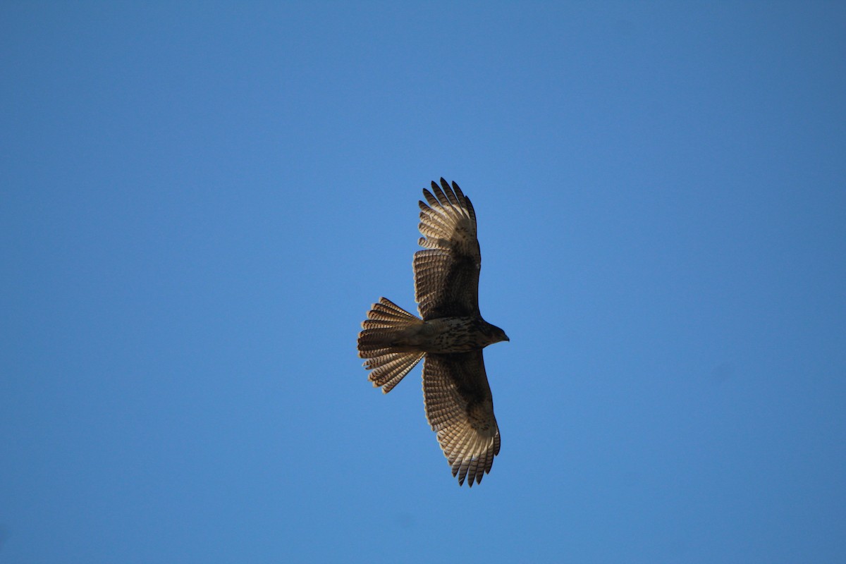 Harris's Hawk - Juan Casanova