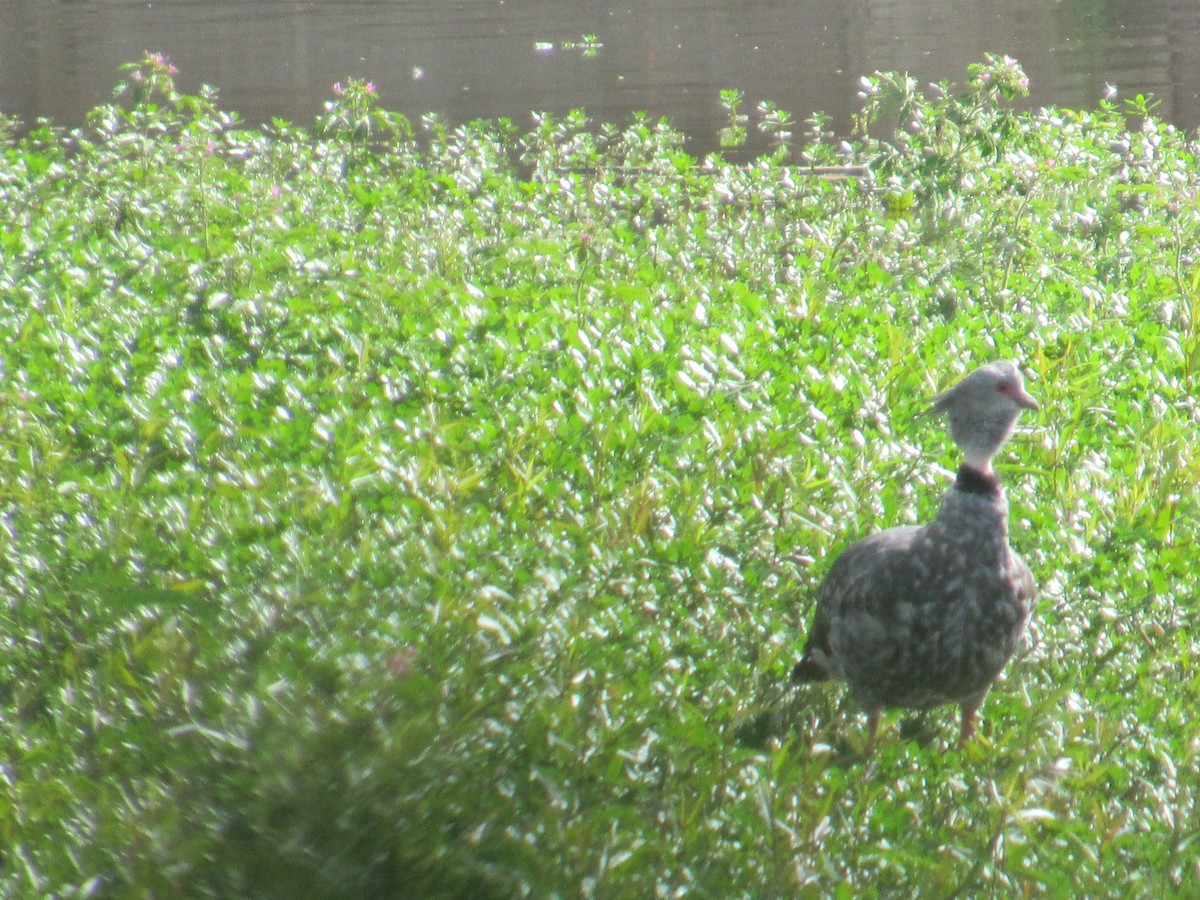 Southern Screamer - ML620730553