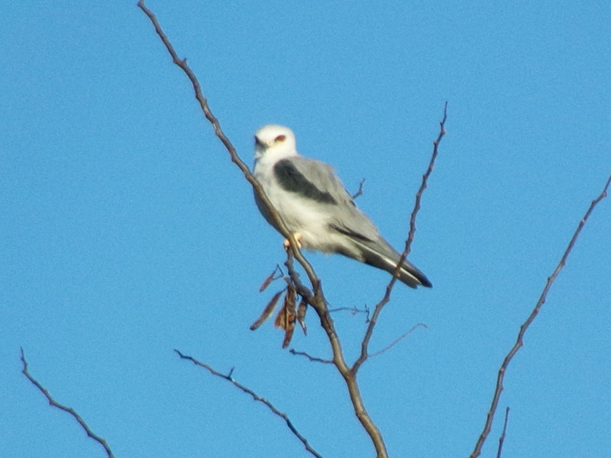 White-tailed Kite - ML620730555