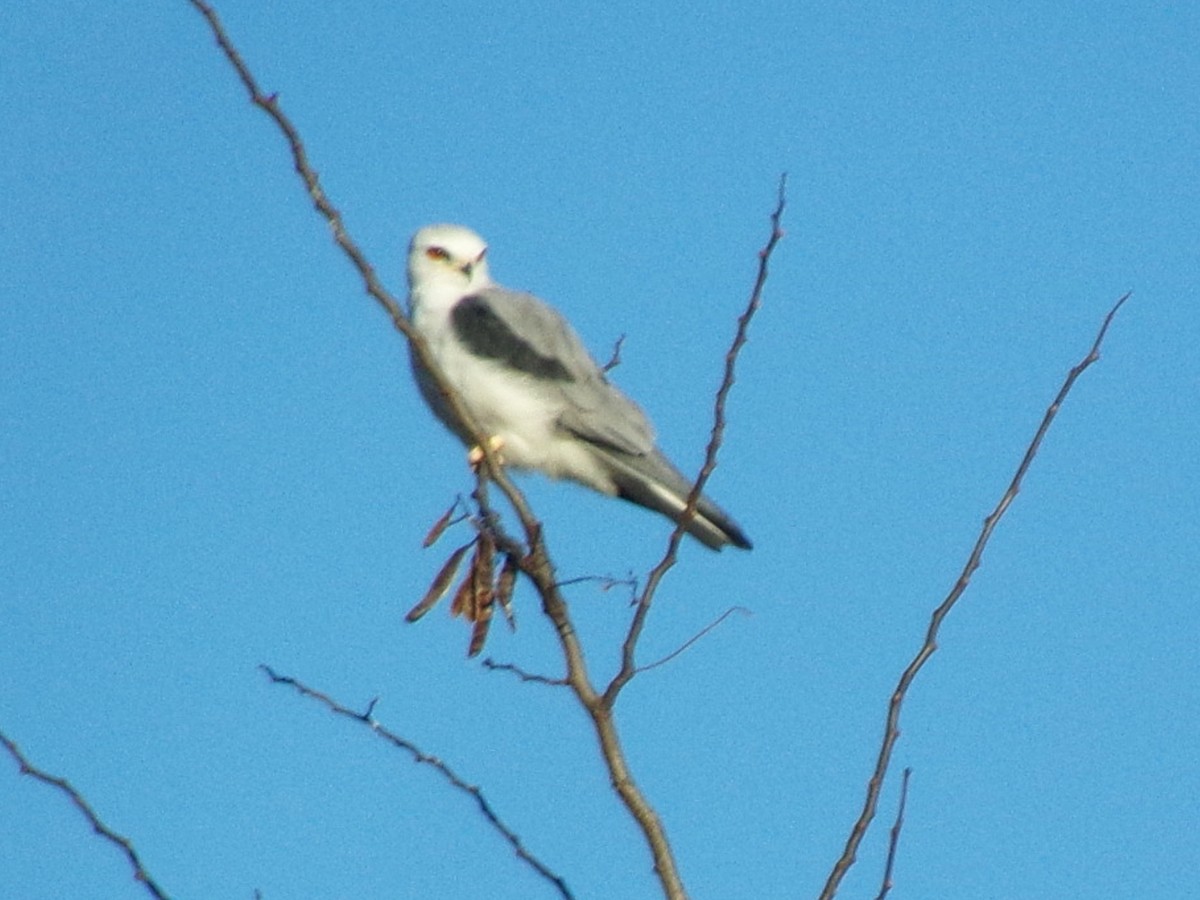 White-tailed Kite - ML620730556