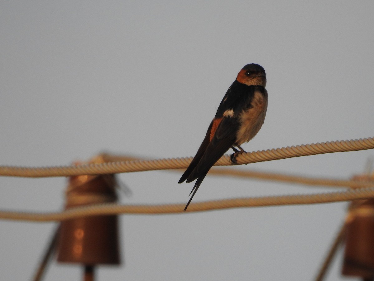 Red-rumped Swallow - ML620730558