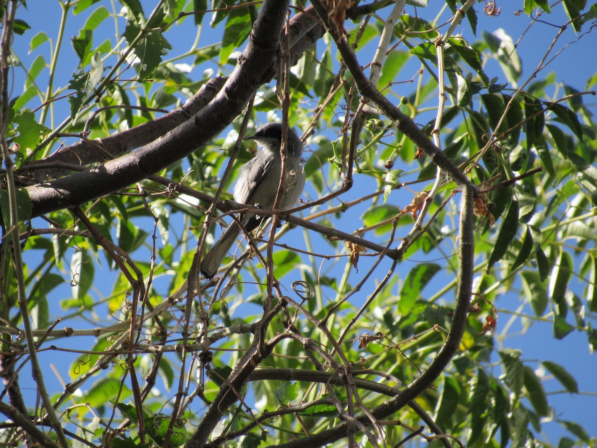 Masked Gnatcatcher - ML620730563