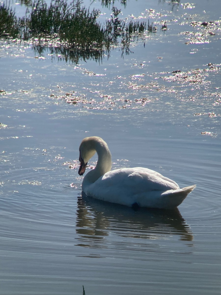 Cygne tuberculé - ML620730565