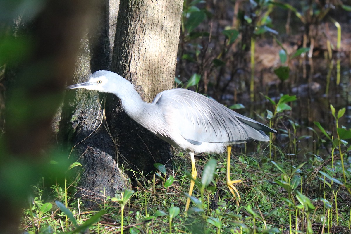 White-faced Heron - ML620730566