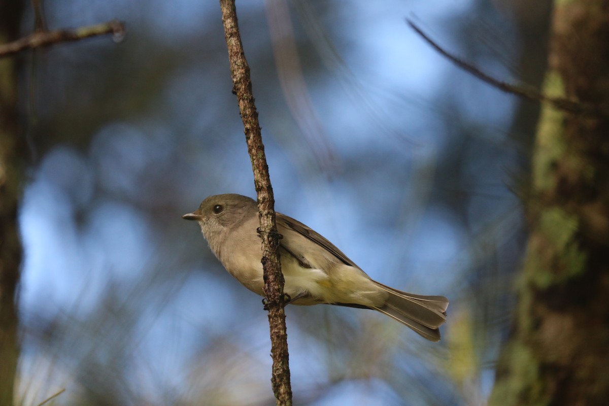 Golden Whistler (Eastern) - ML620730571