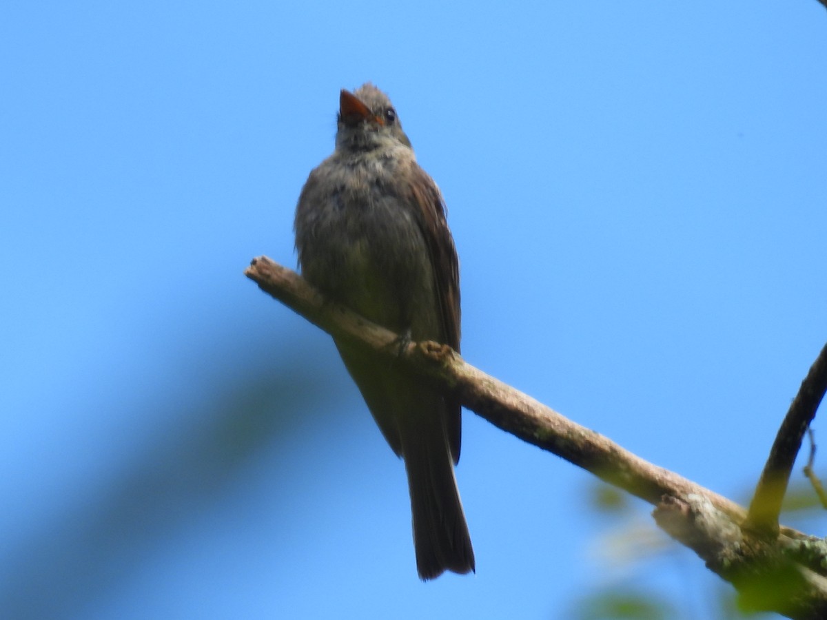 Greater Pewee - ML620730575