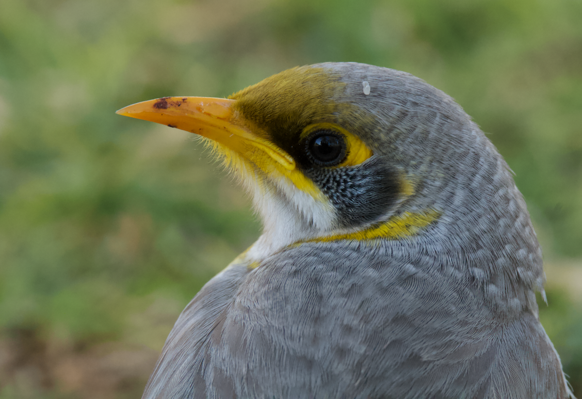 Méliphage à cou jaune - ML620730577