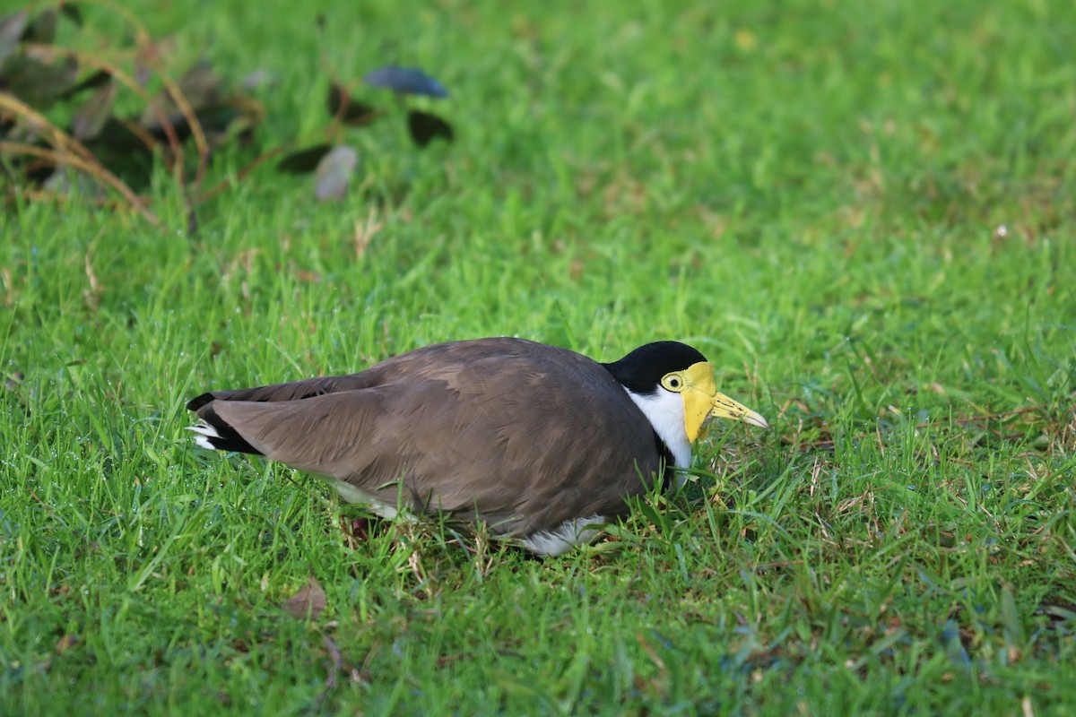 Masked Lapwing - ML620730580