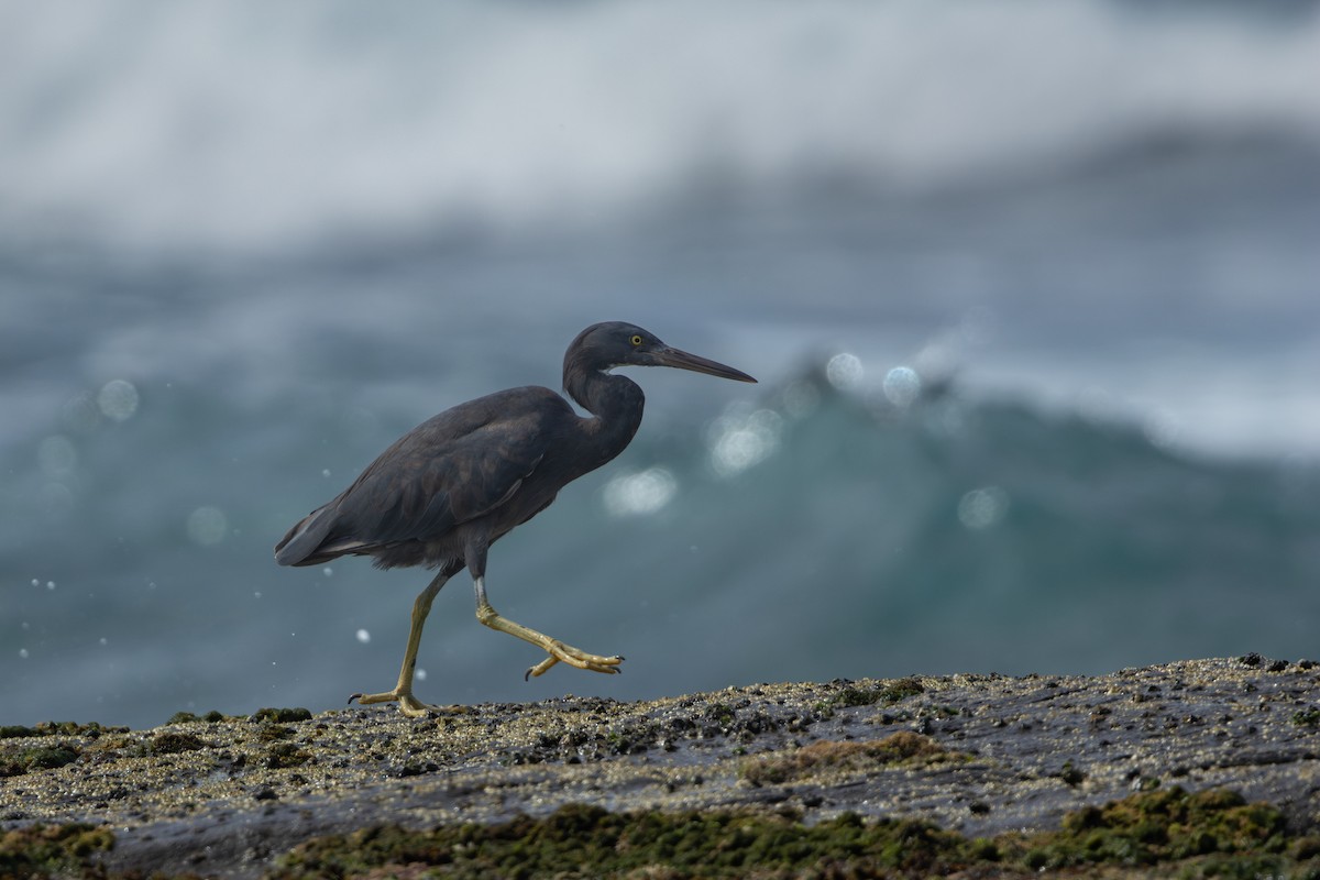 Pacific Reef-Heron - Ian Mo