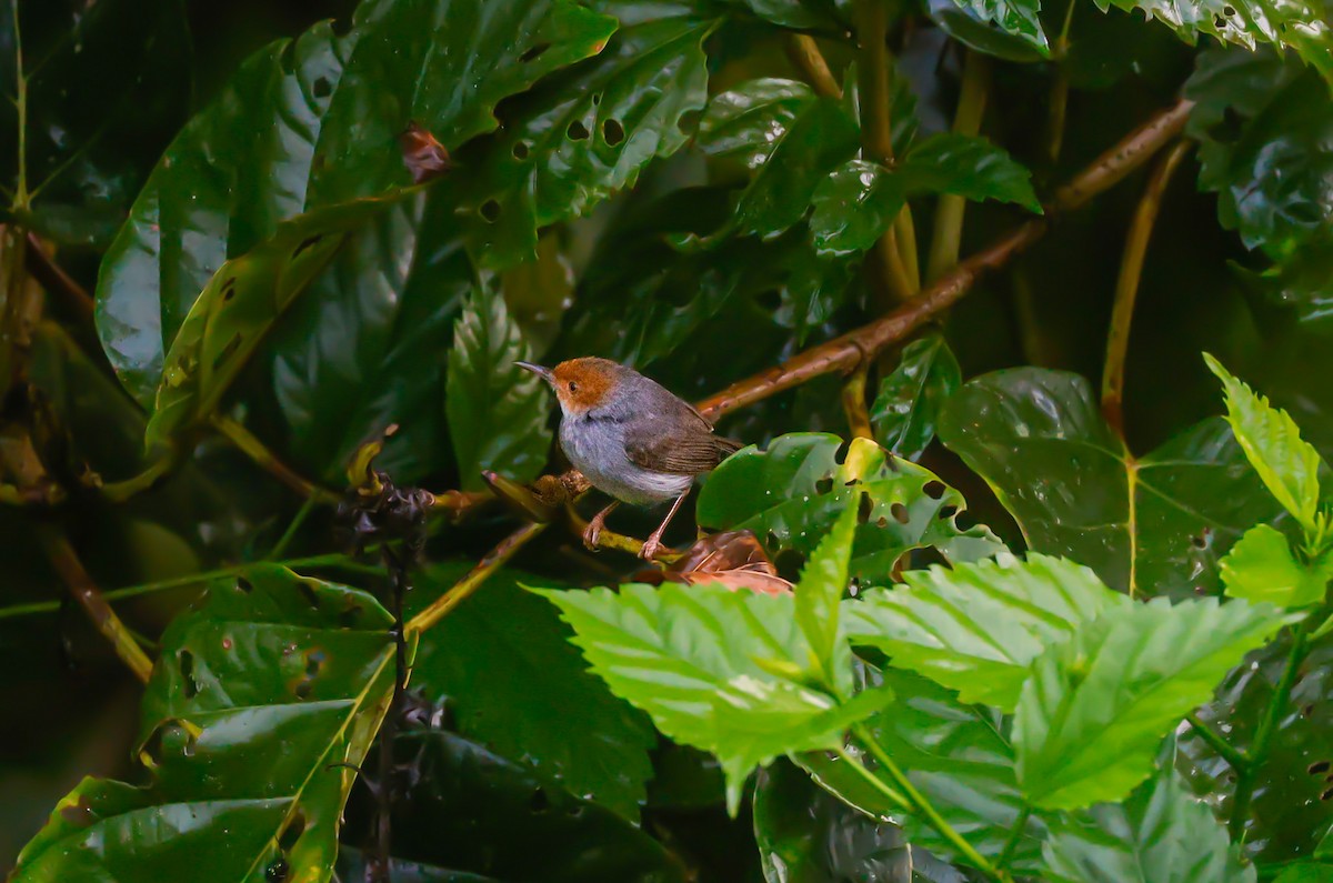 Ashy Tailorbird - ML620730584