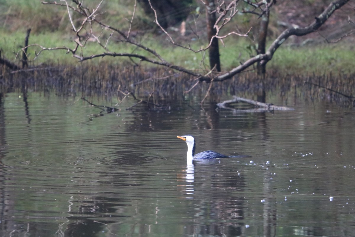 Little Pied Cormorant - ML620730587