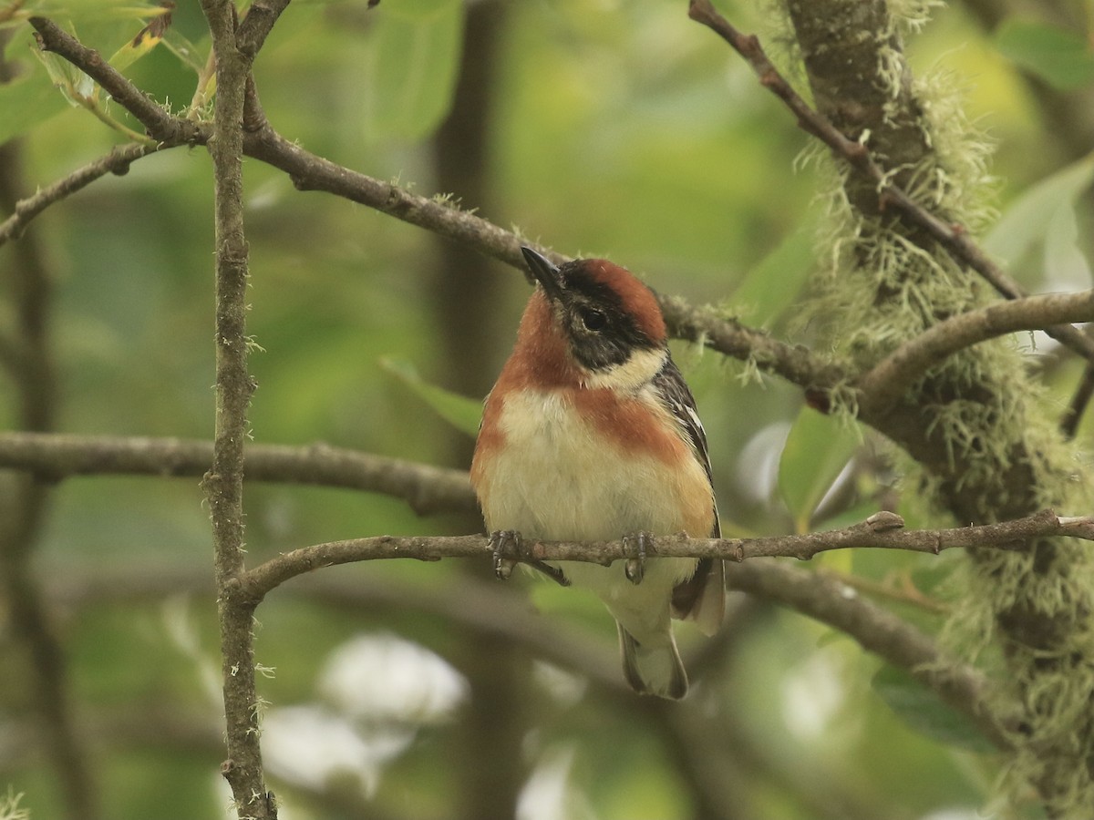 Bay-breasted Warbler - ML620730591