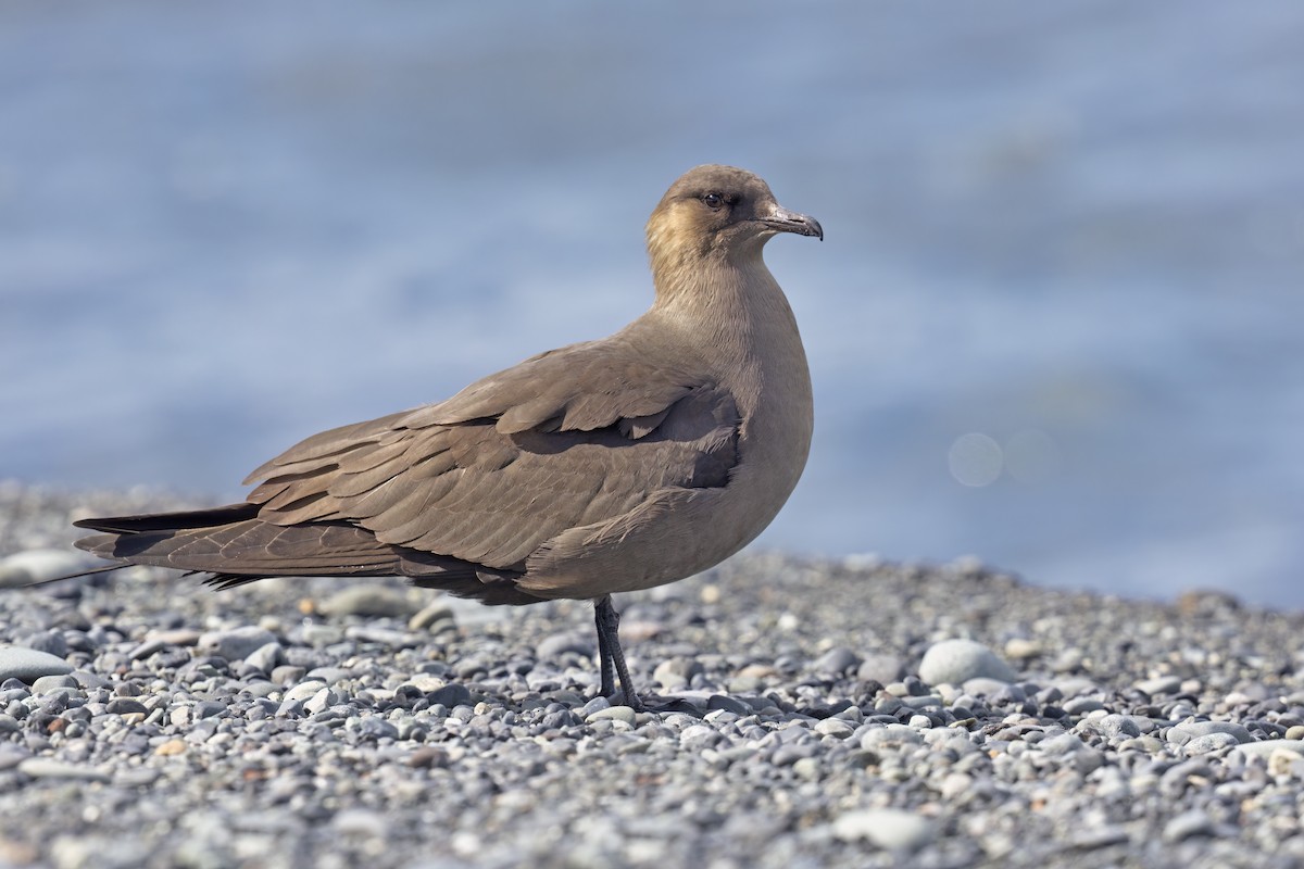 Parasitic Jaeger - ML620730596