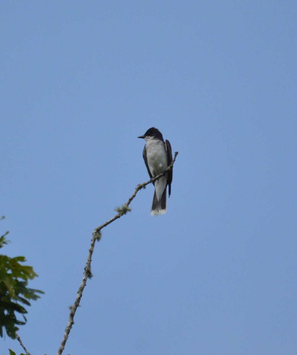 Eastern Kingbird - ML620730603