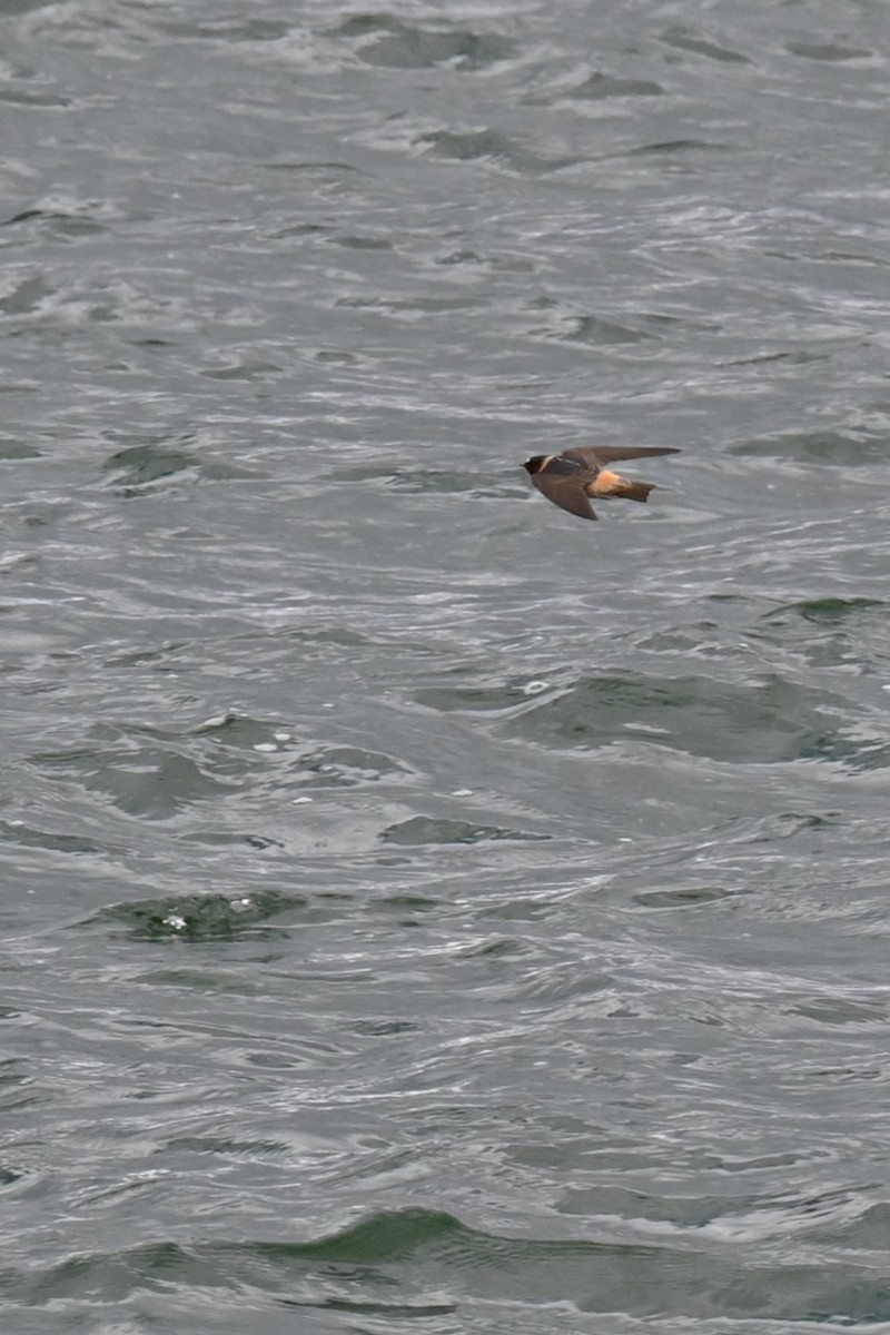 Cliff Swallow - ML620730604