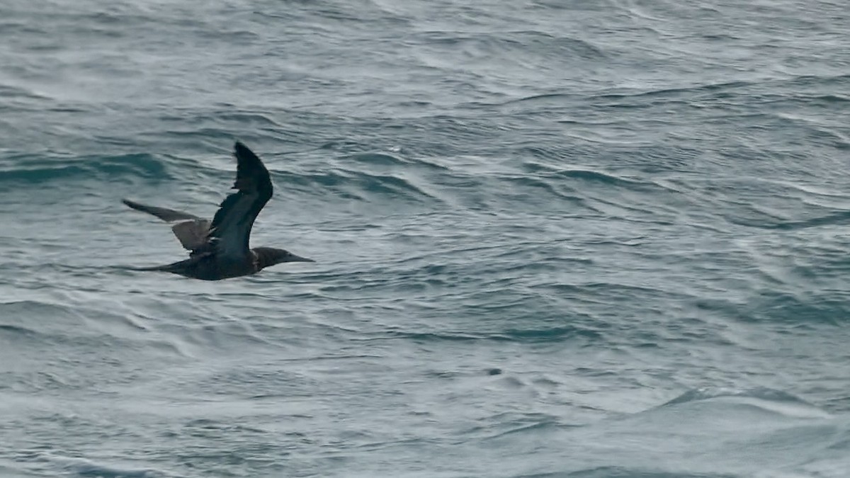 Brown Booby - ML620730609