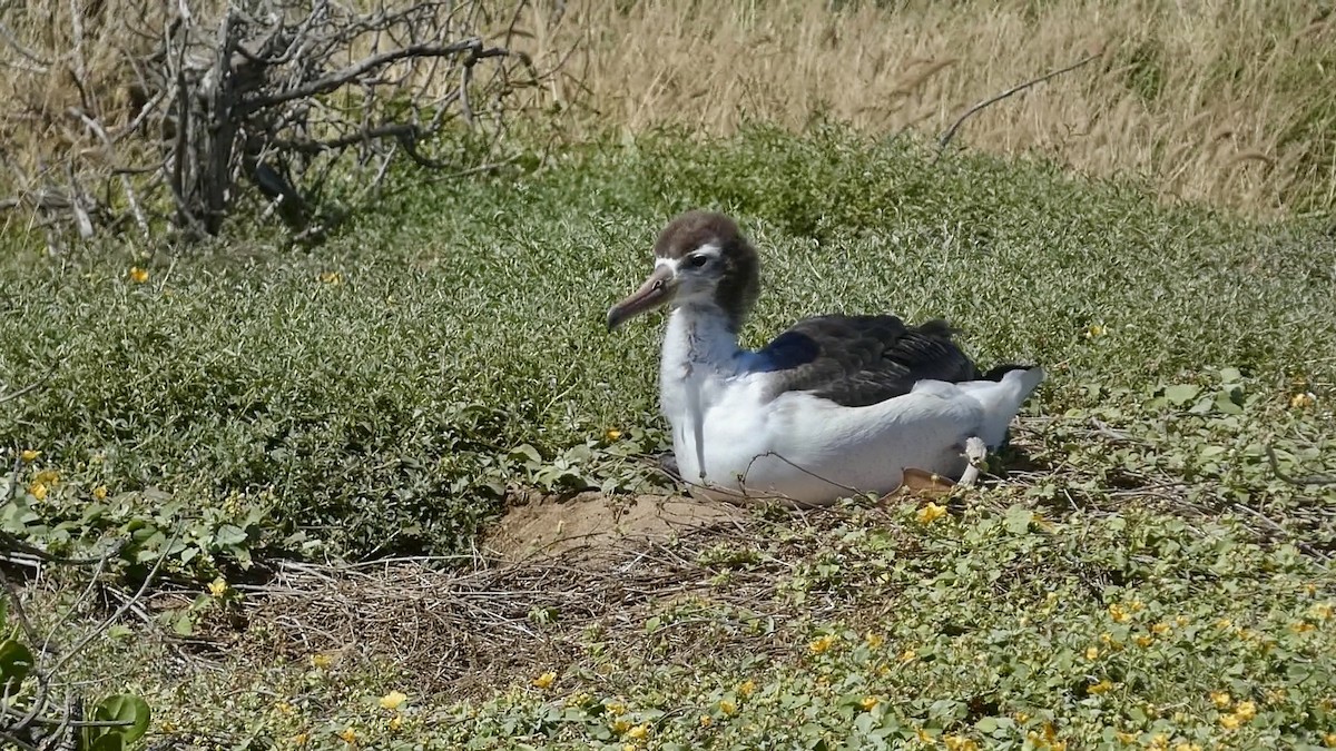 Albatros de Laysan - ML620730614