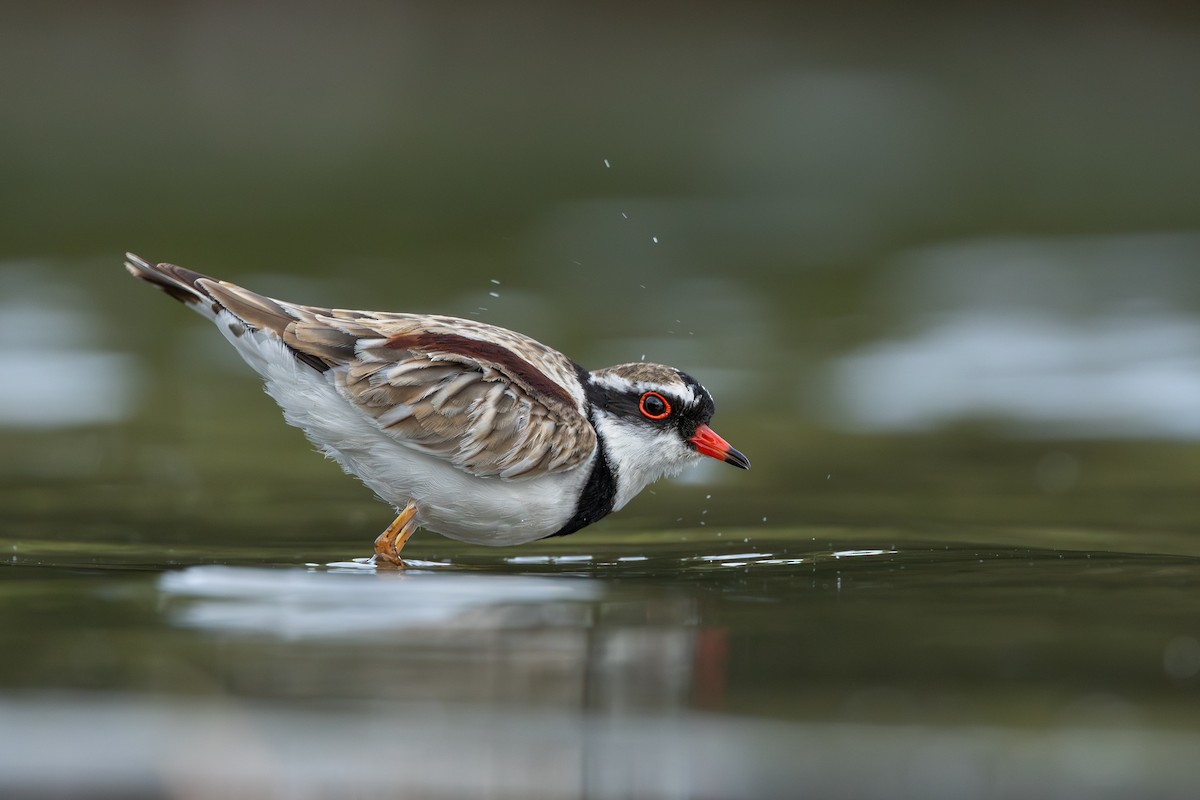 Black-fronted Dotterel - ML620730619