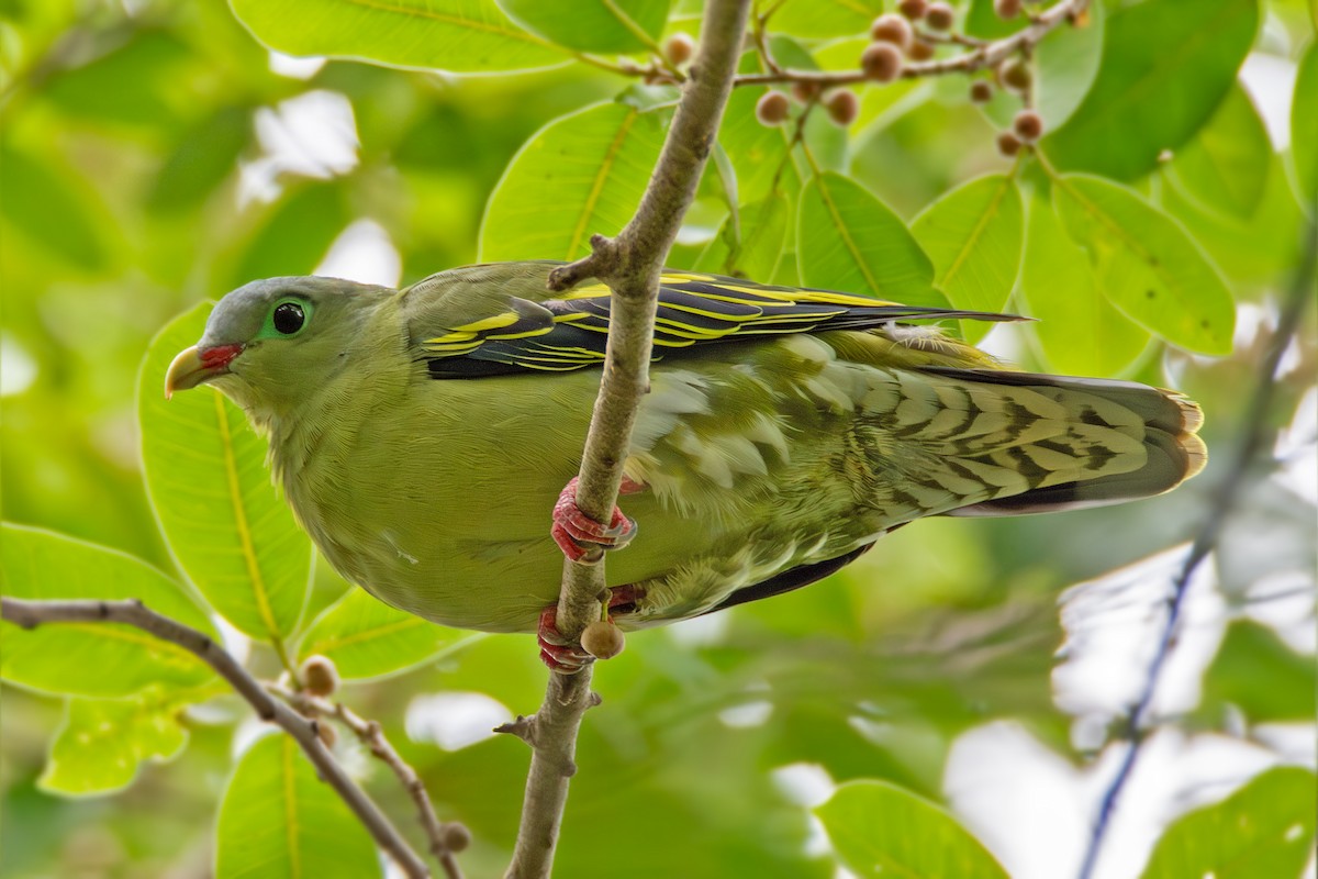 Thick-billed Green-Pigeon - ML620730621