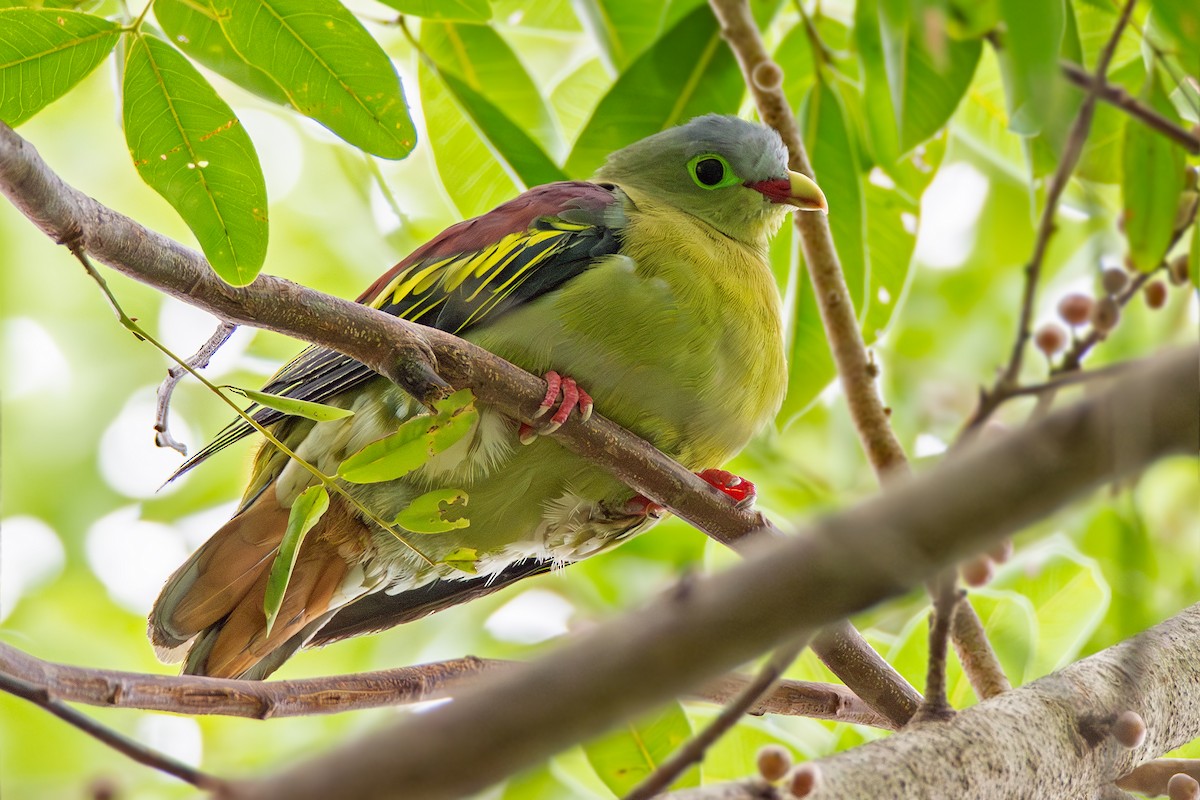 Thick-billed Green-Pigeon - ML620730622