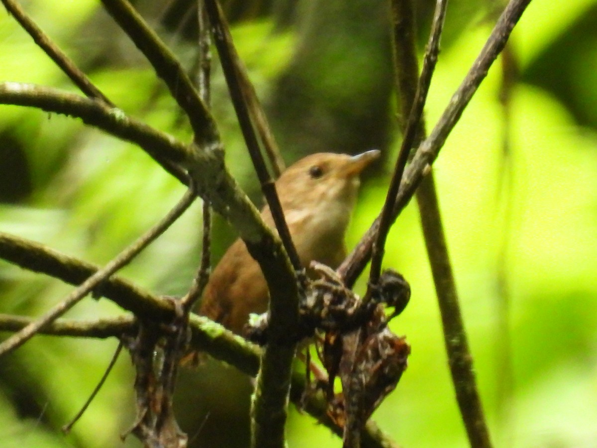 House Wren - Fernando Rodolfo Cano Flores