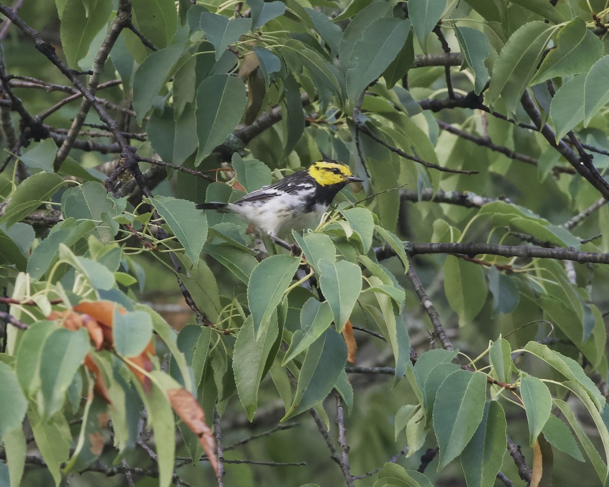 Golden-cheeked Warbler - ML620730636