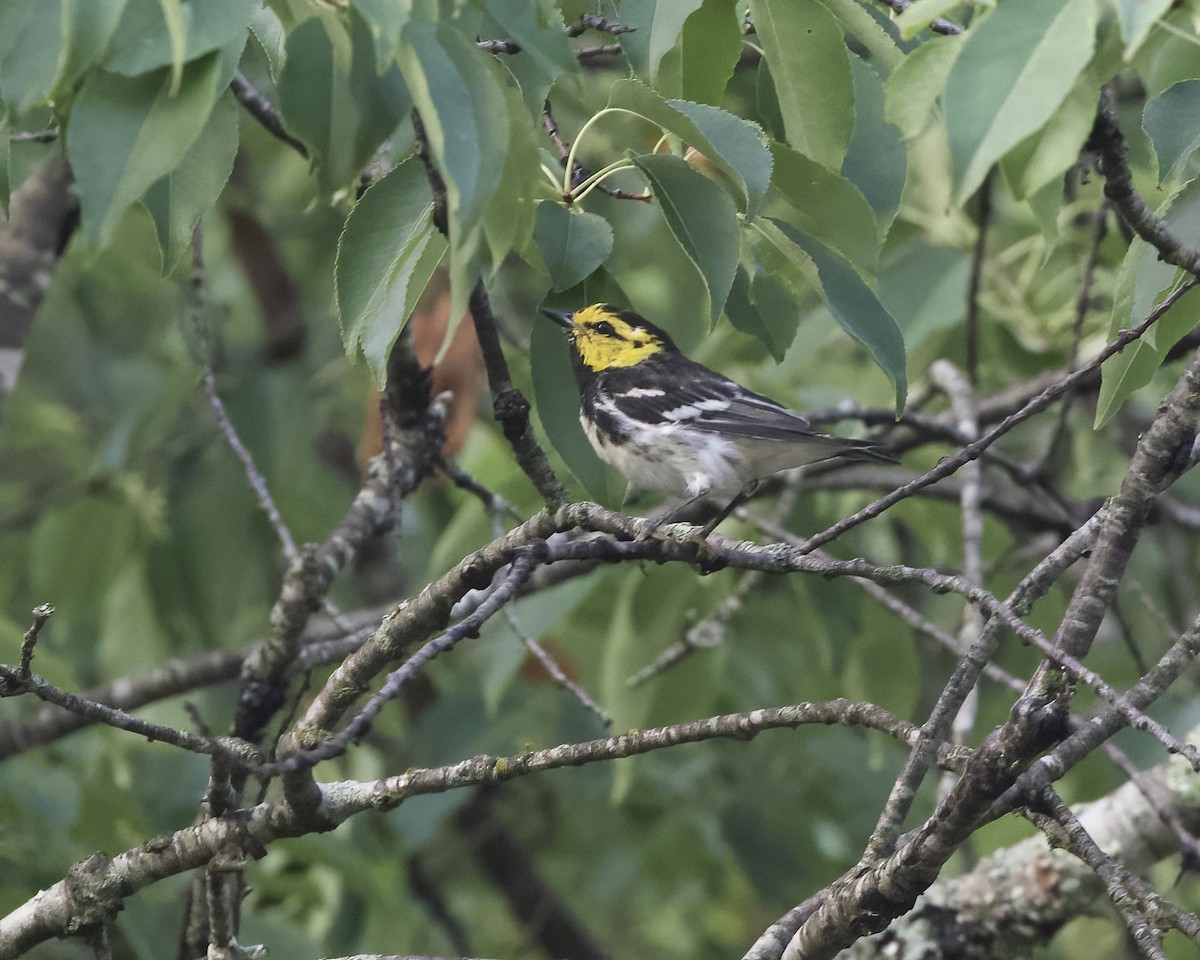 Golden-cheeked Warbler - ML620730637