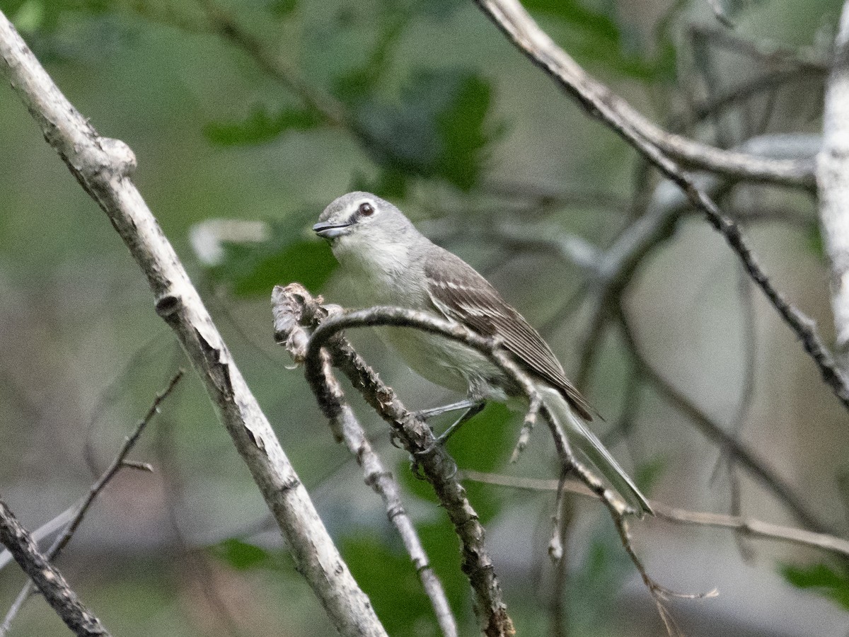 Plumbeous Vireo - ML620730638