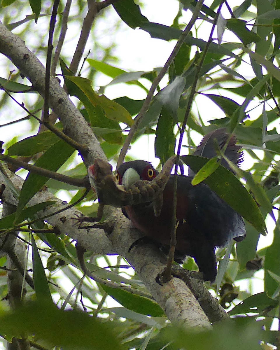 Chestnut-breasted Malkoha - ML620730645