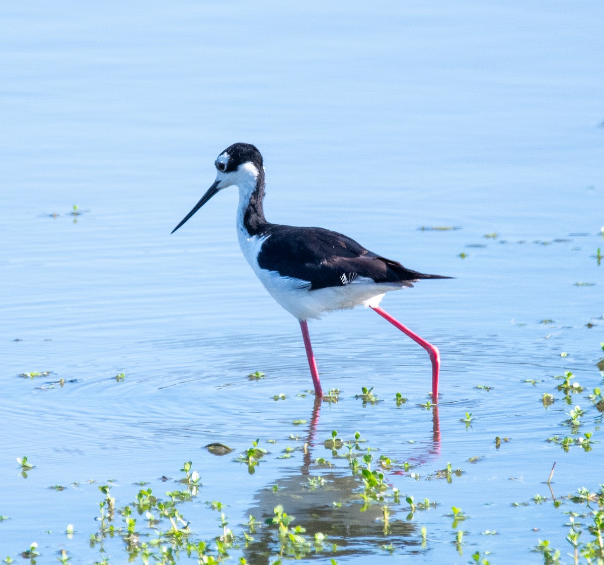 Black-necked Stilt - ML620730646