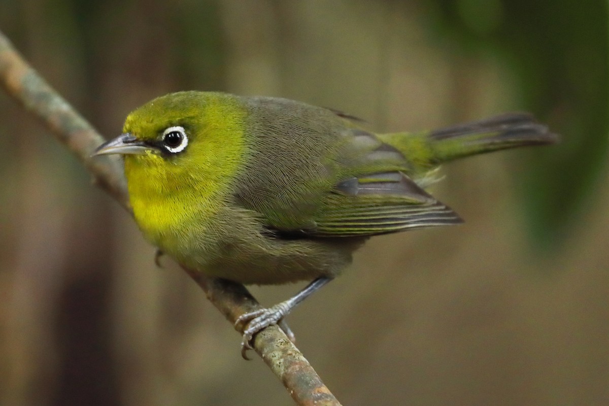 Slender-billed White-eye - ML620730647