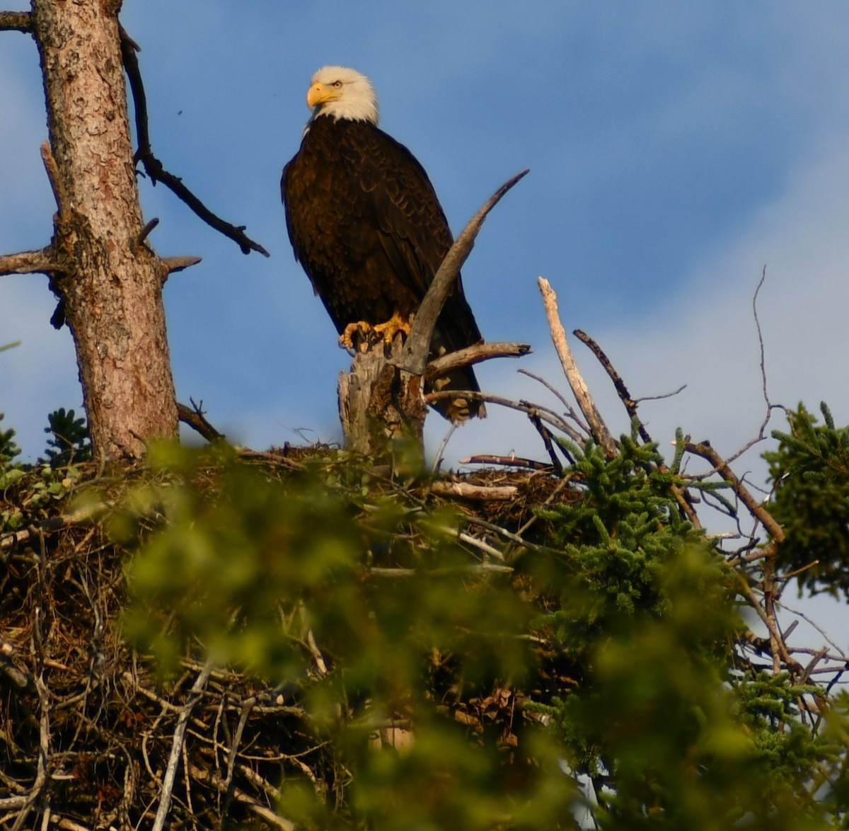 Bald Eagle - ML620730649