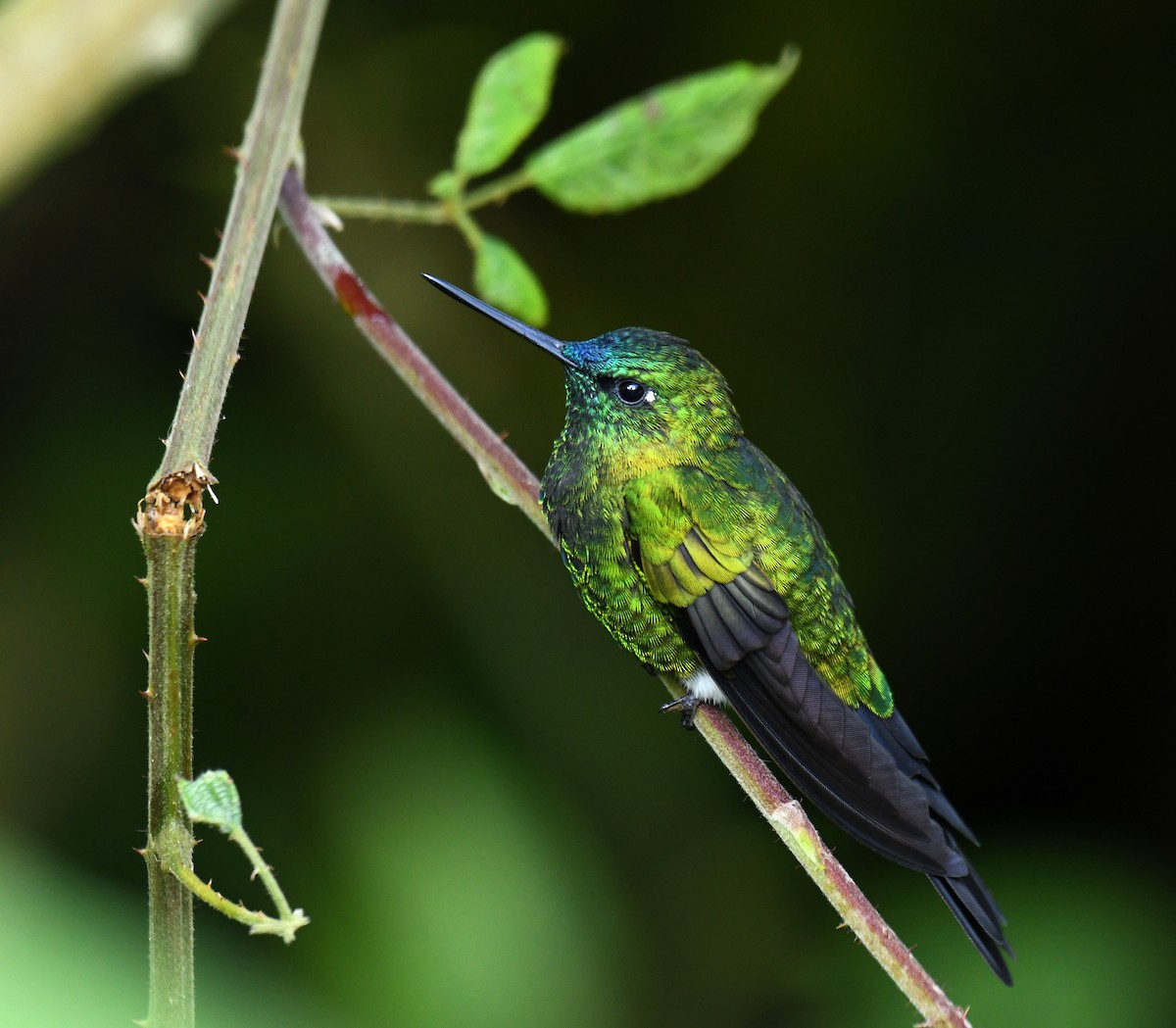 Sapphire-vented Puffleg (Sapphire-vented) - ML620730651