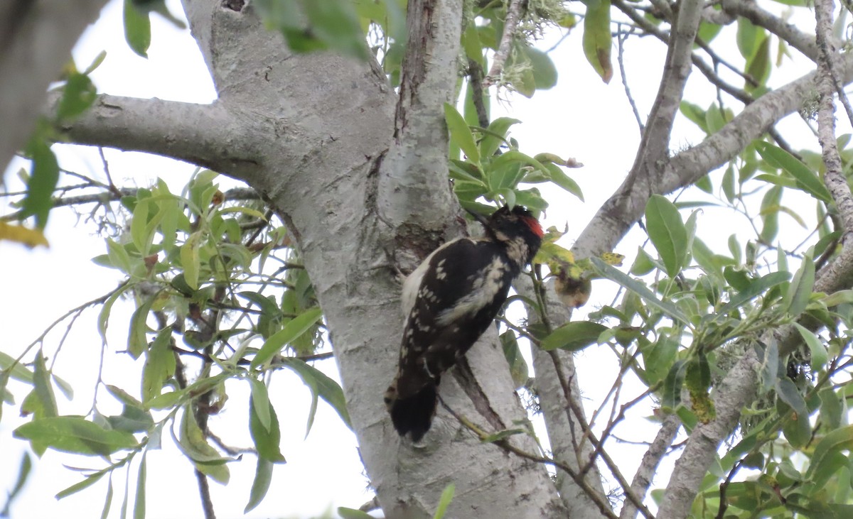 Downy Woodpecker - ML620730652